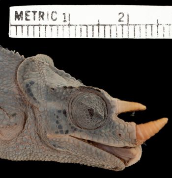 Media type: image;   Herpetology R-31347
